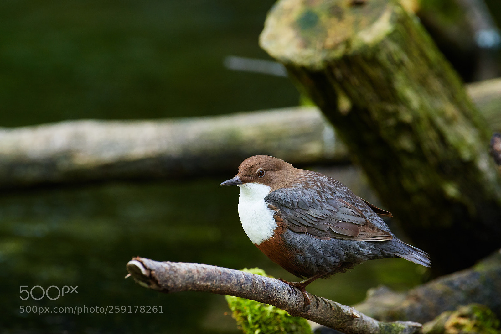 Nikon D500 sample photo. Wasseramsel photography