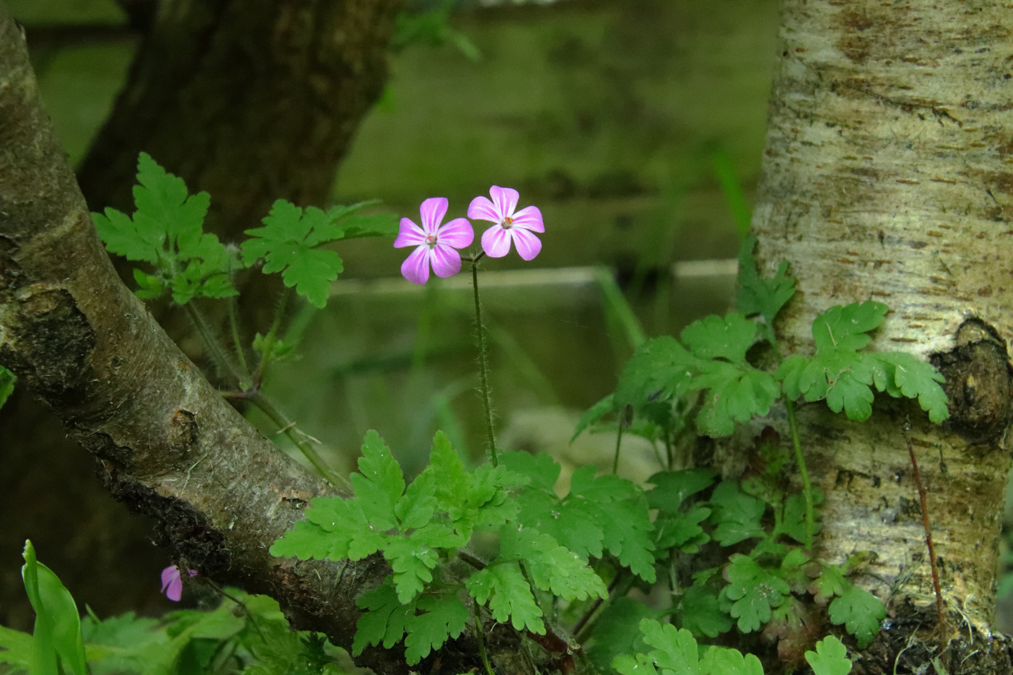 Canon EOS 77D (EOS 9000D / EOS 770D) sample photo. Garden weed or is a flower?? photography