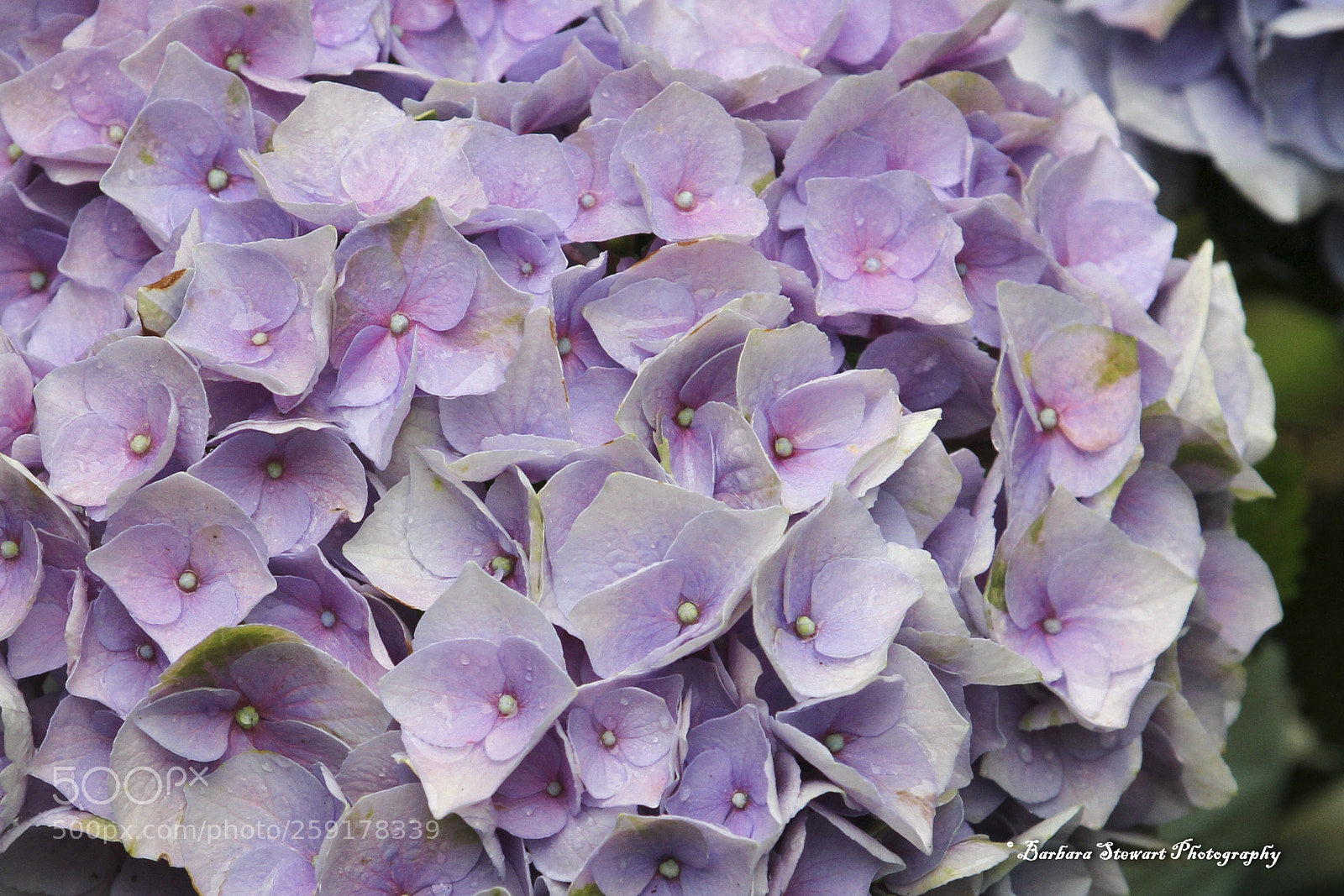 Canon EOS 7D sample photo. After the rain photography