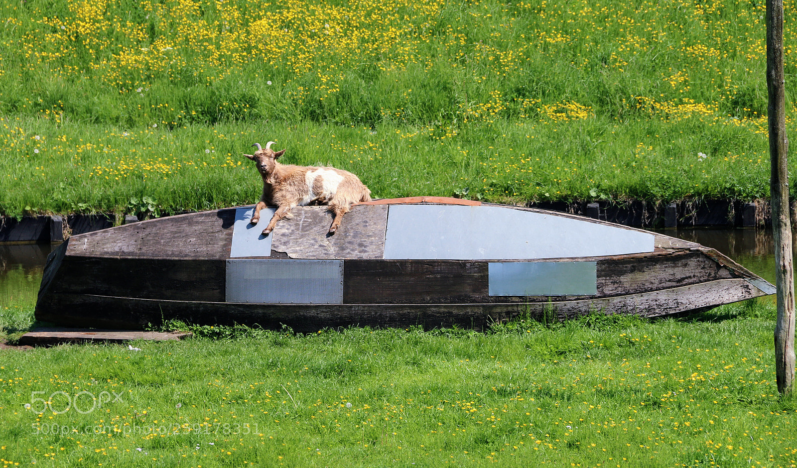 Canon EOS 70D sample photo. Goat on the boat photography