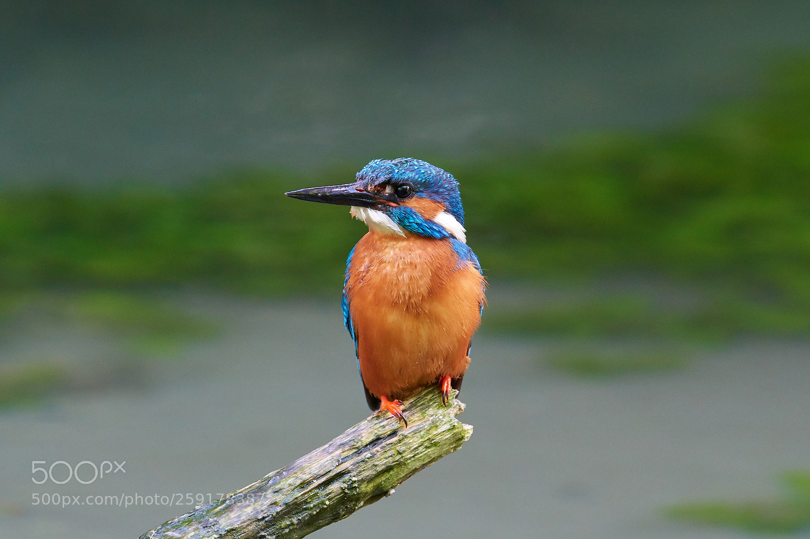 Nikon D500 sample photo. Eisvogel photography