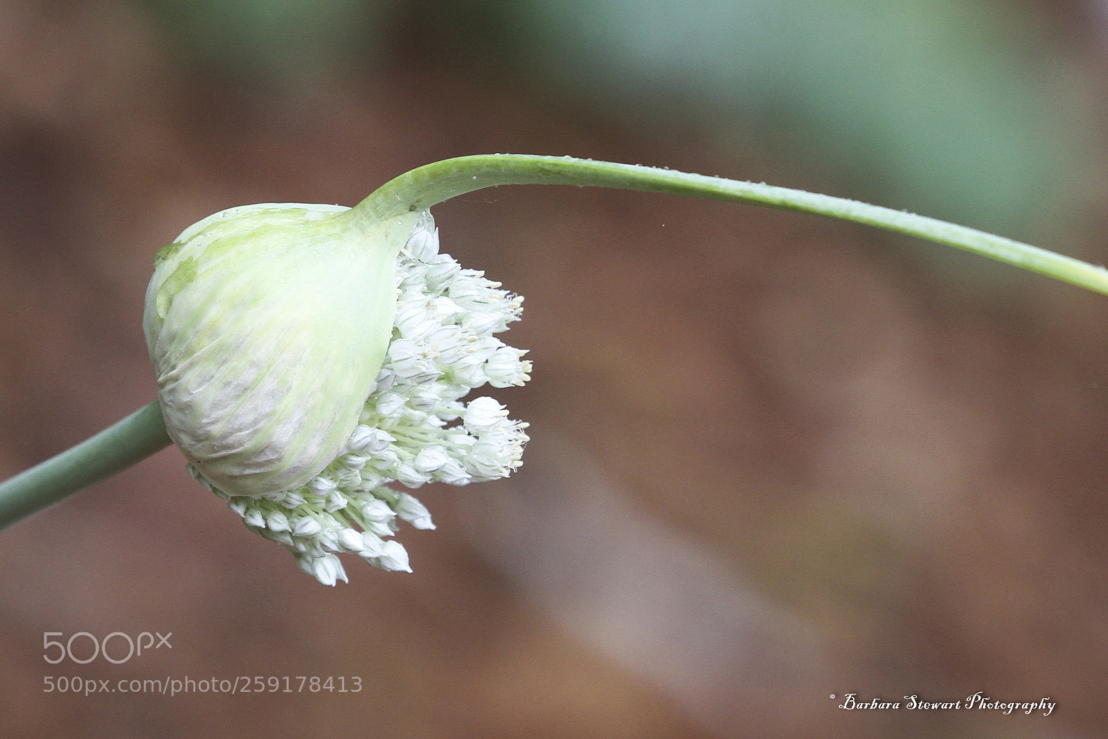 Canon EOS 7D sample photo. Img photography