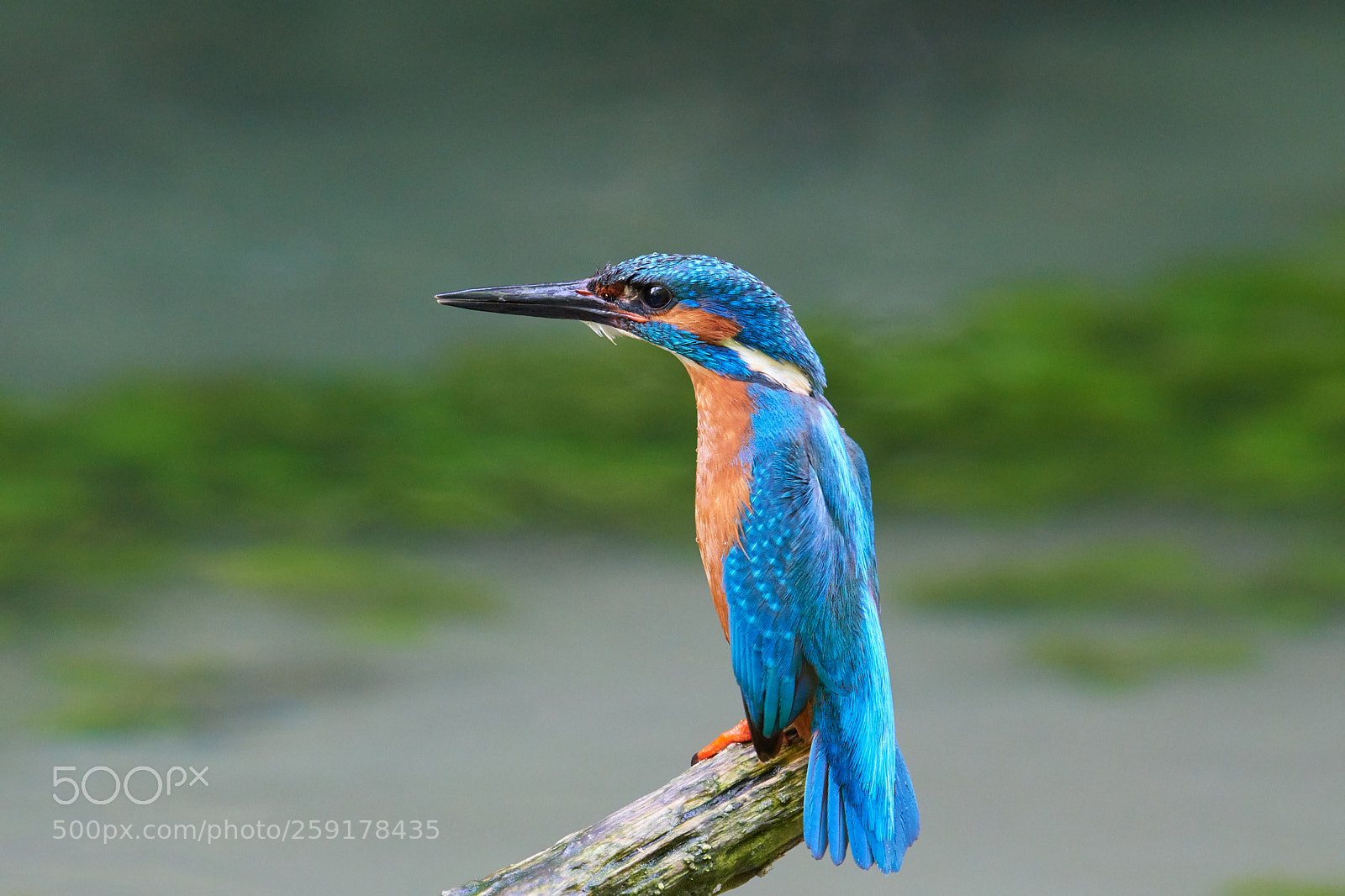 Nikon D500 sample photo. Eisvogel photography