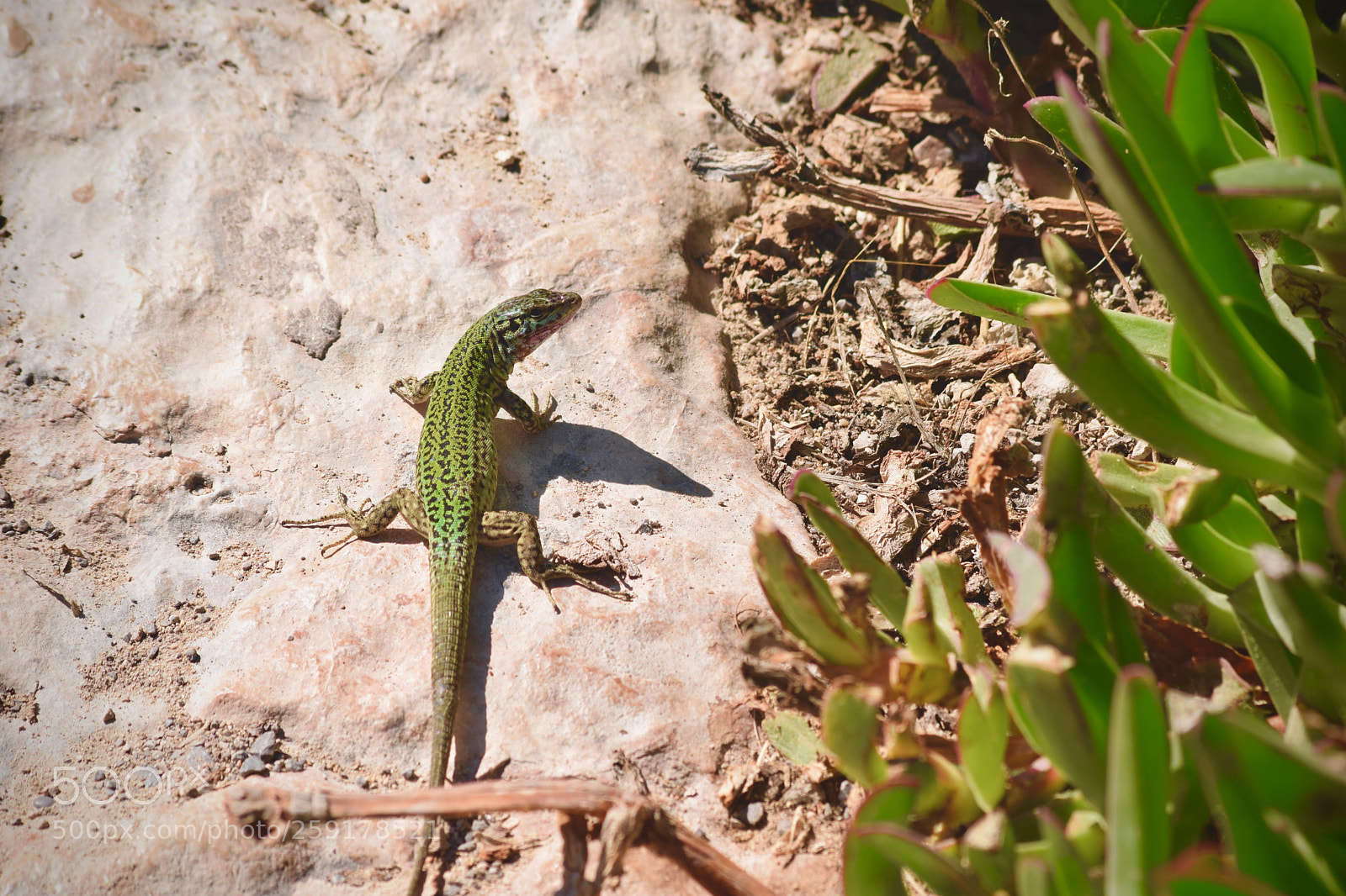 Nikon D3300 sample photo. Lost gecko photography
