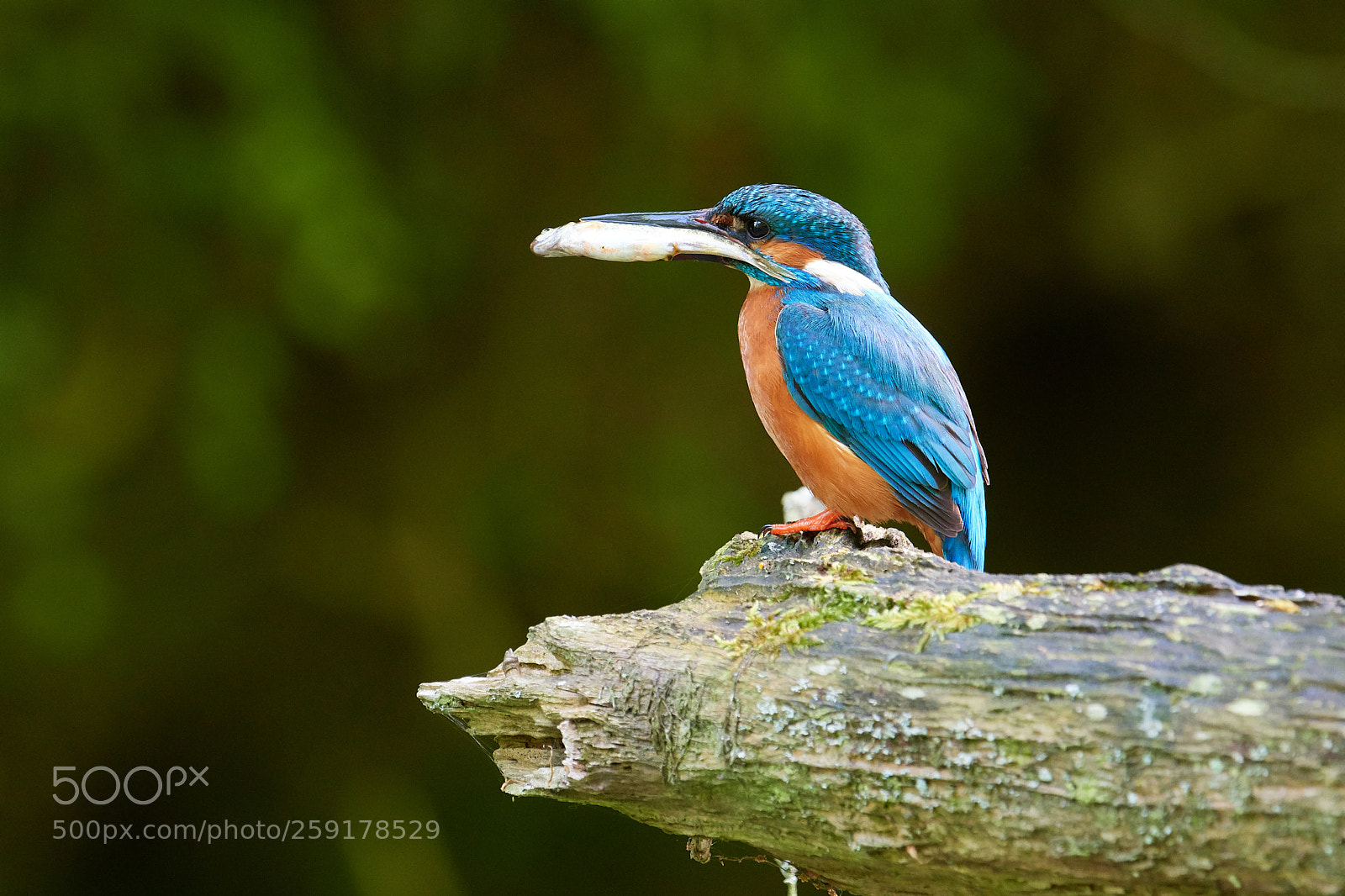 Nikon D500 sample photo. Eisvogel photography