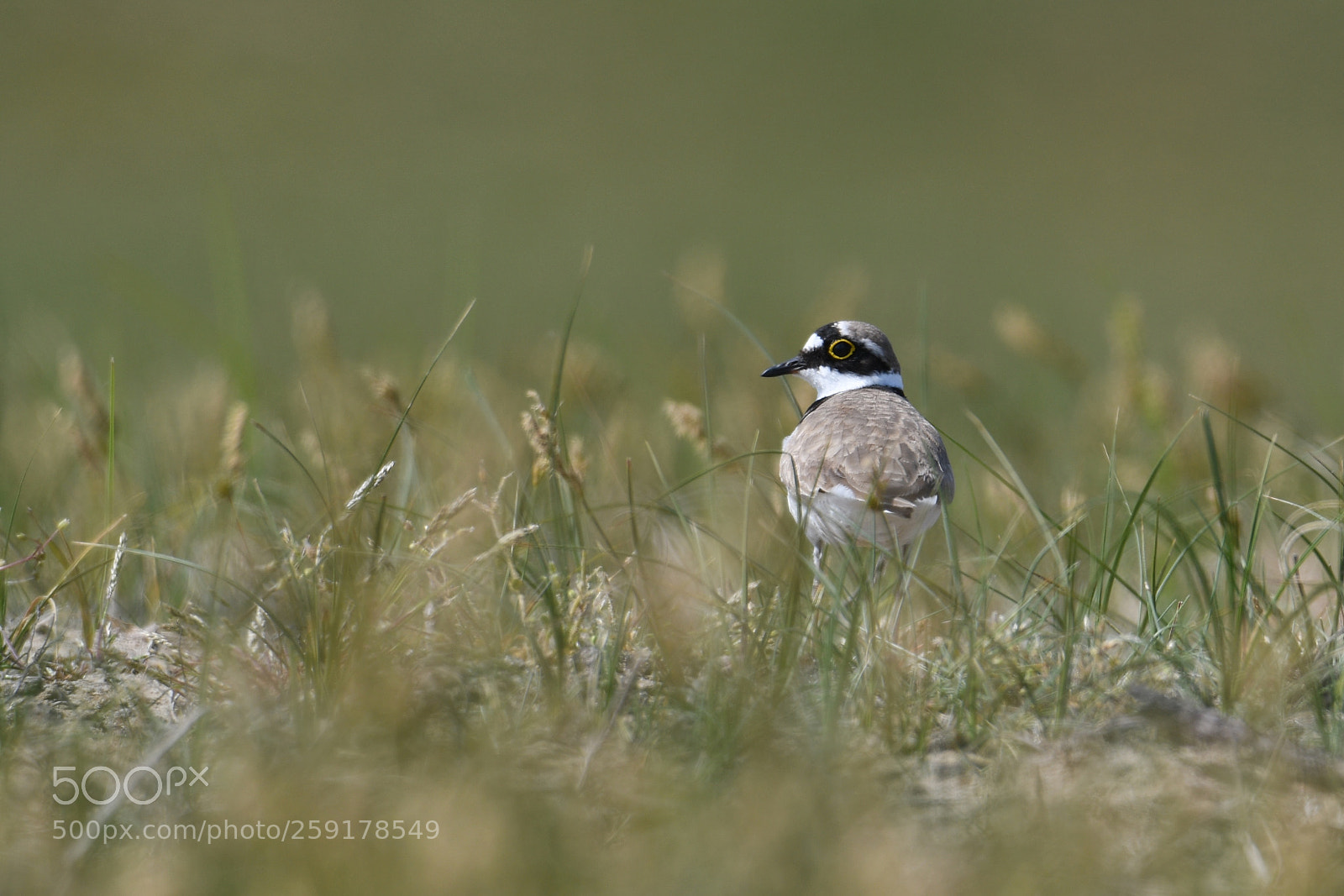 Nikon D7500 sample photo. Little ringed plover photography