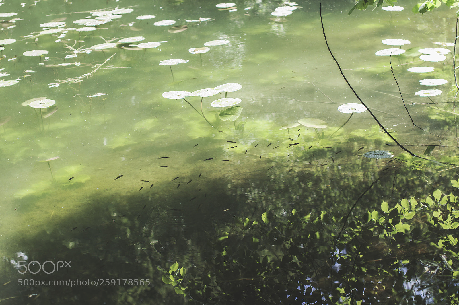 Nikon D5000 sample photo. 5 photography