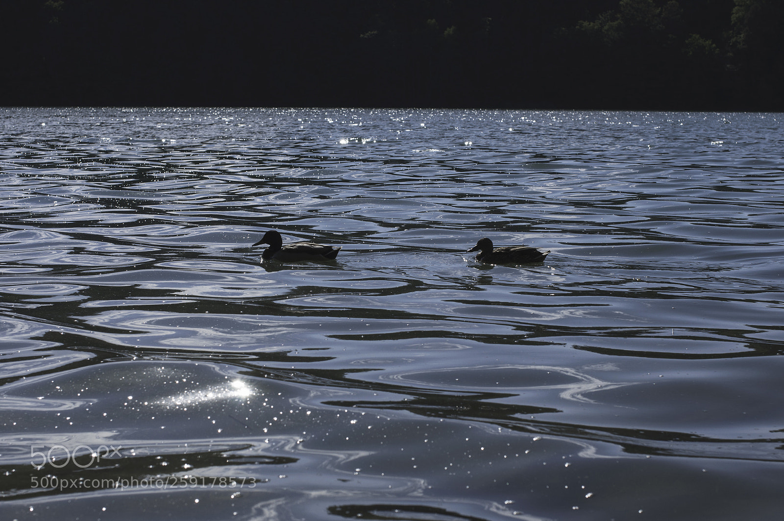 Nikon D5000 sample photo. 8 photography