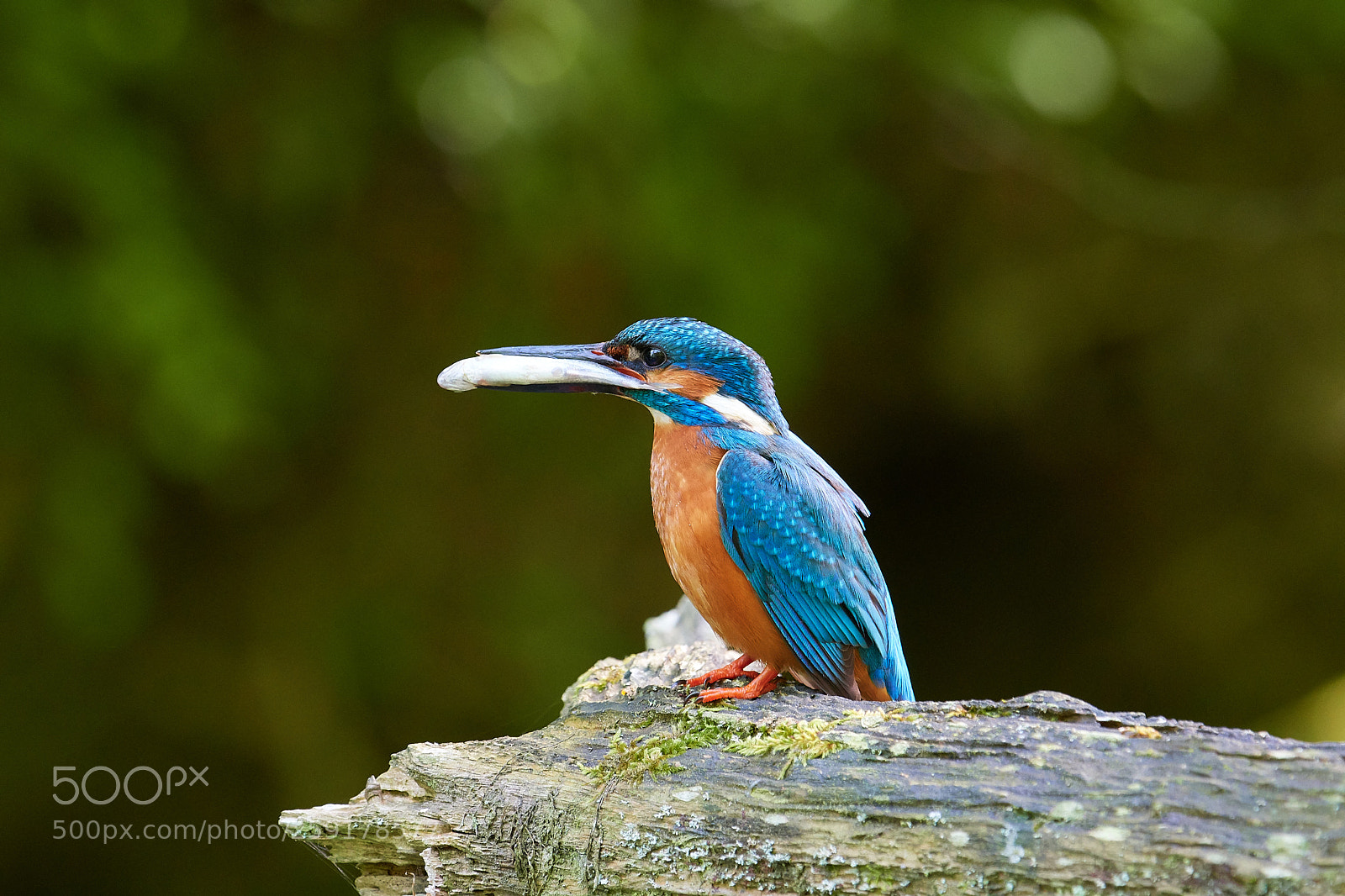 Nikon D500 sample photo. Eisvogel photography