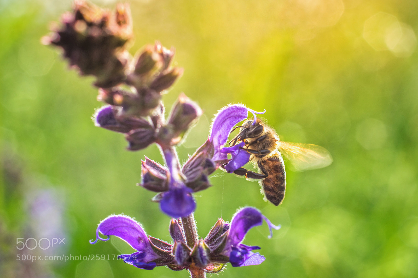 Nikon D3300 sample photo. Bee photography
