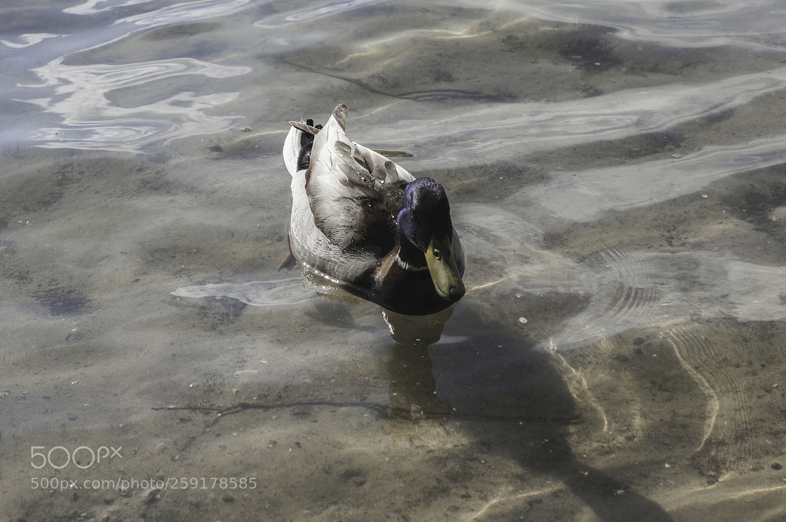 Nikon D5000 sample photo. 10 photography
