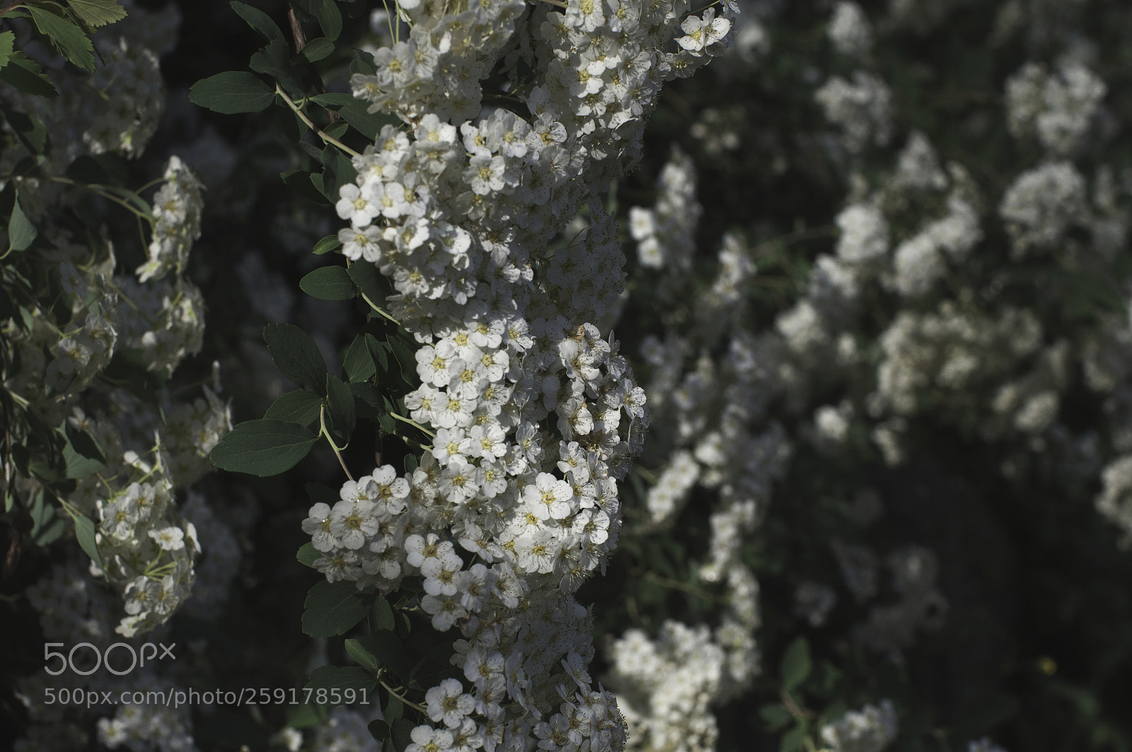 Nikon D5000 sample photo. 13 photography