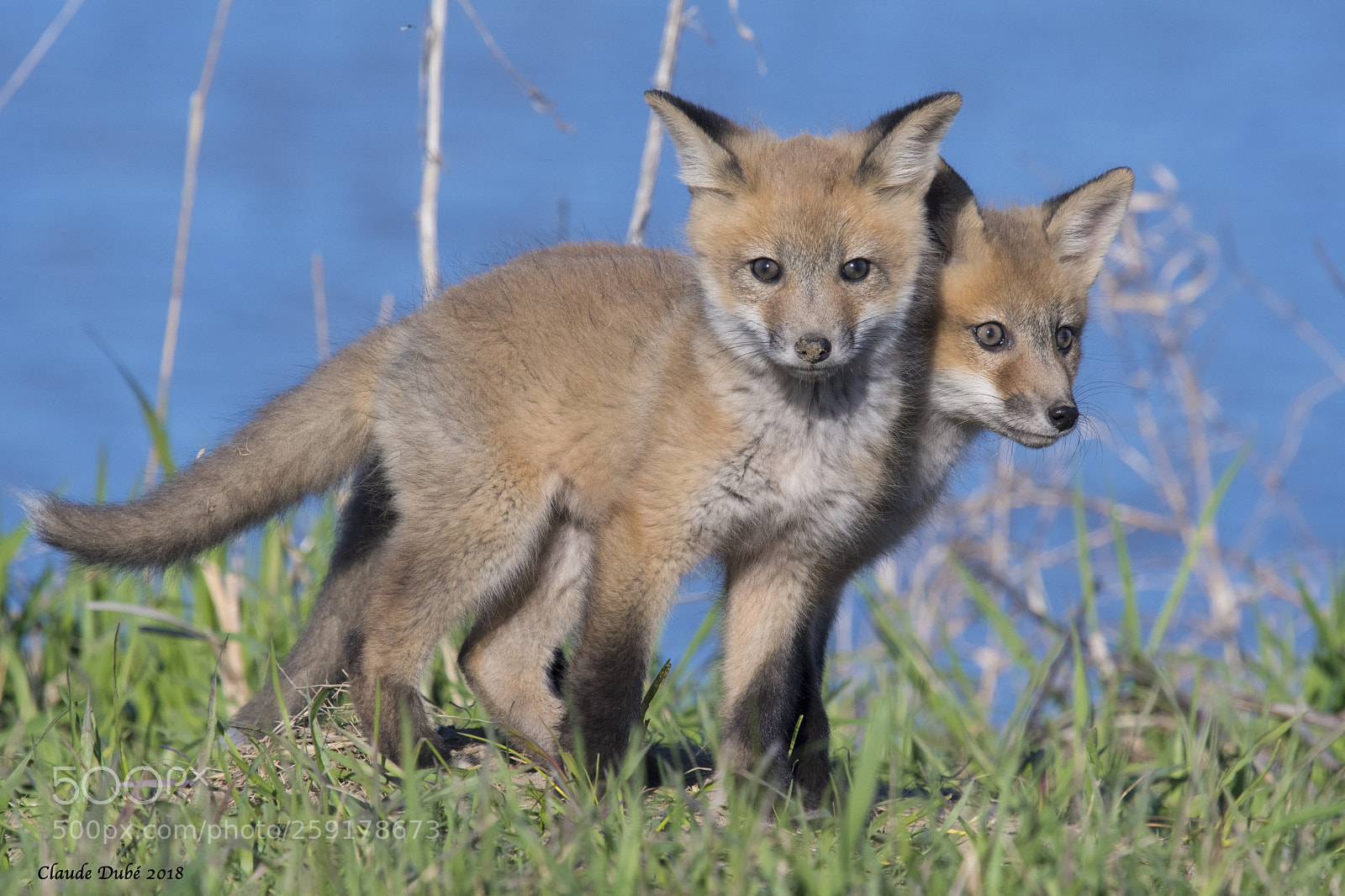 Nikon D500 sample photo. Renard roux / red fox photography