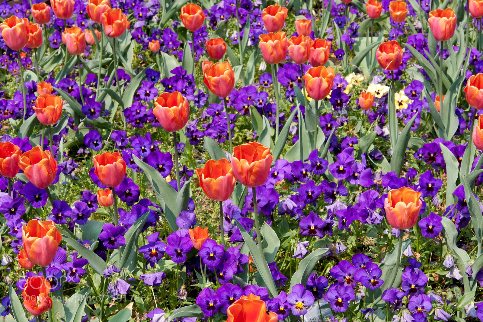 Canon EOS 40D sample photo. Beautiful colors photography