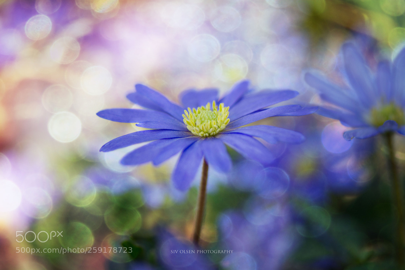 Nikon D7100 sample photo. ~ blue ~ photography
