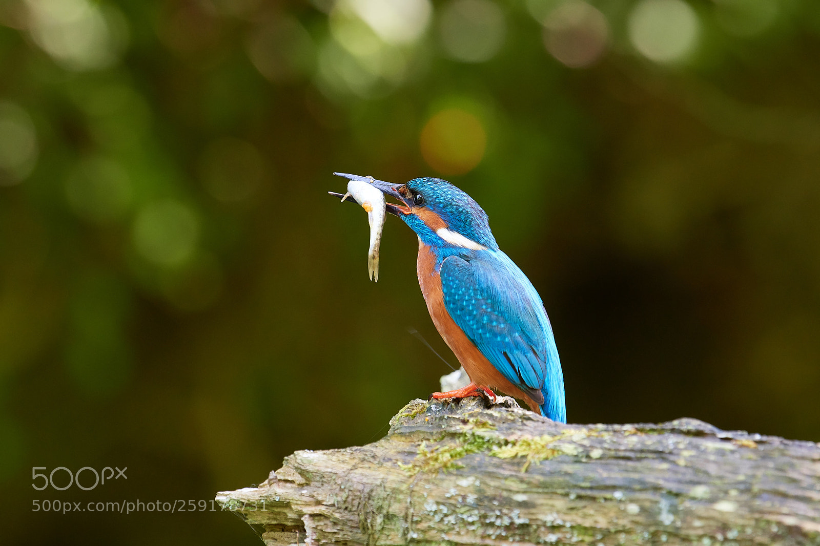Nikon D500 sample photo. Eisvogel photography