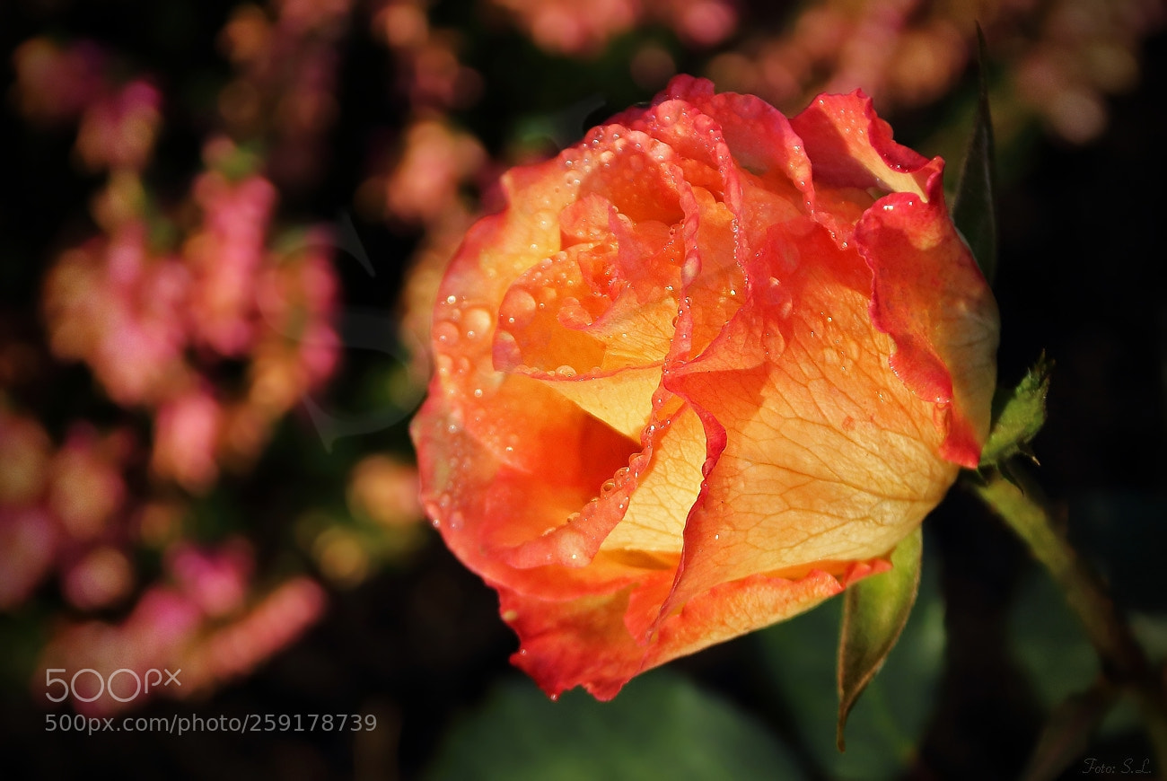 Canon EOS 650D (EOS Rebel T4i / EOS Kiss X6i) sample photo. Every rose is unique photography
