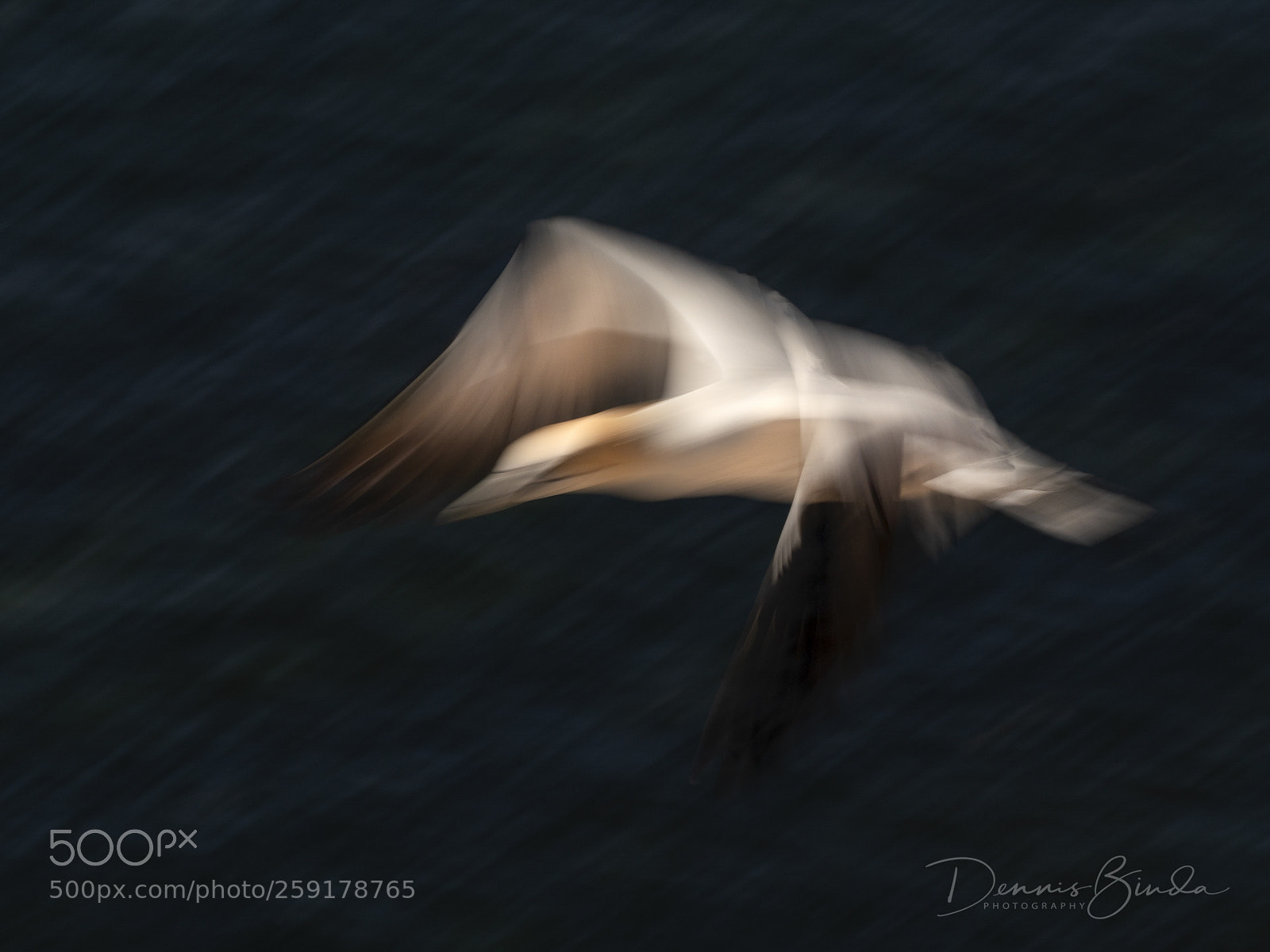 Olympus OM-D E-M1 Mark II sample photo. Northern gannet photography