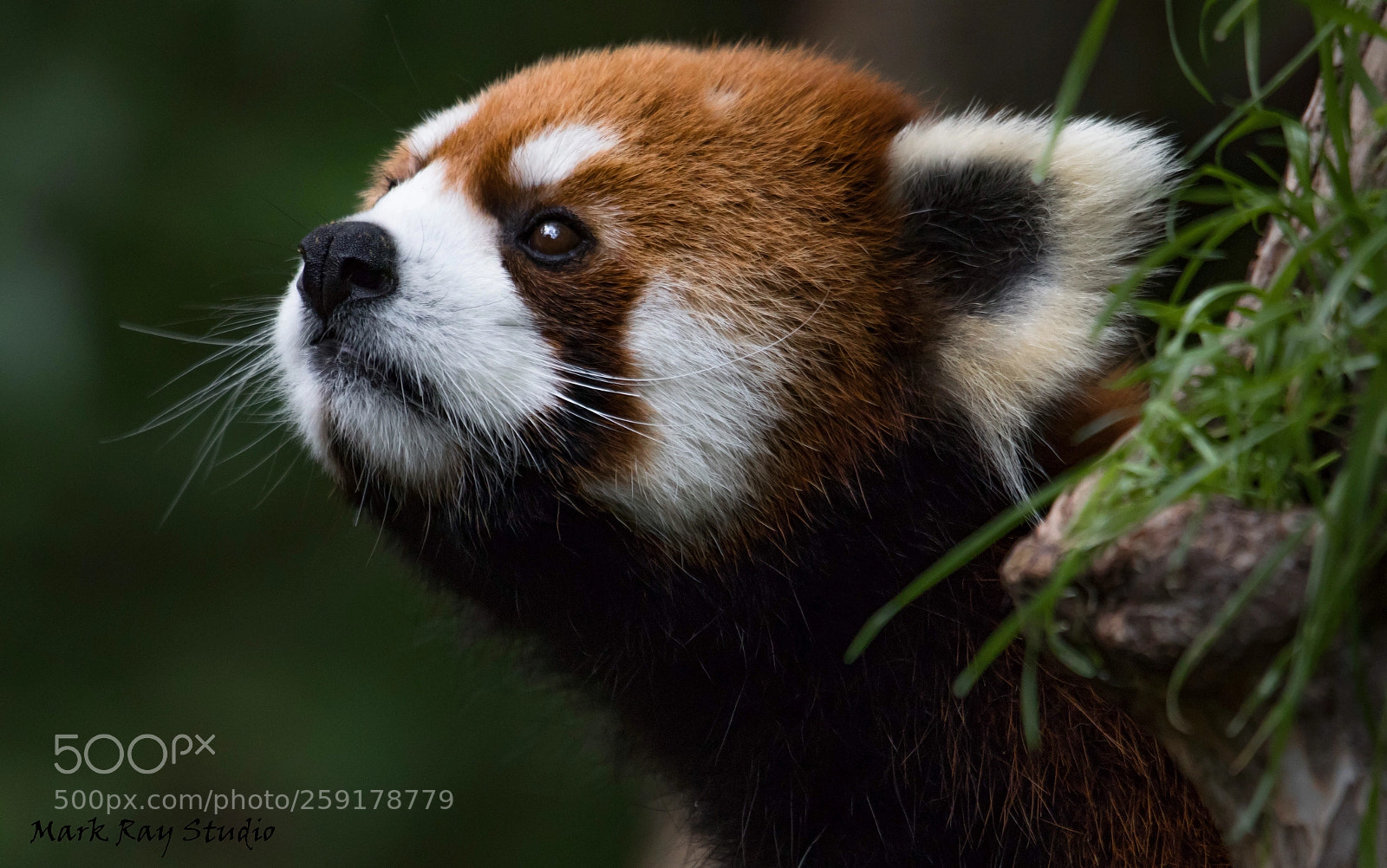 Canon EOS 80D sample photo. Red panda photography