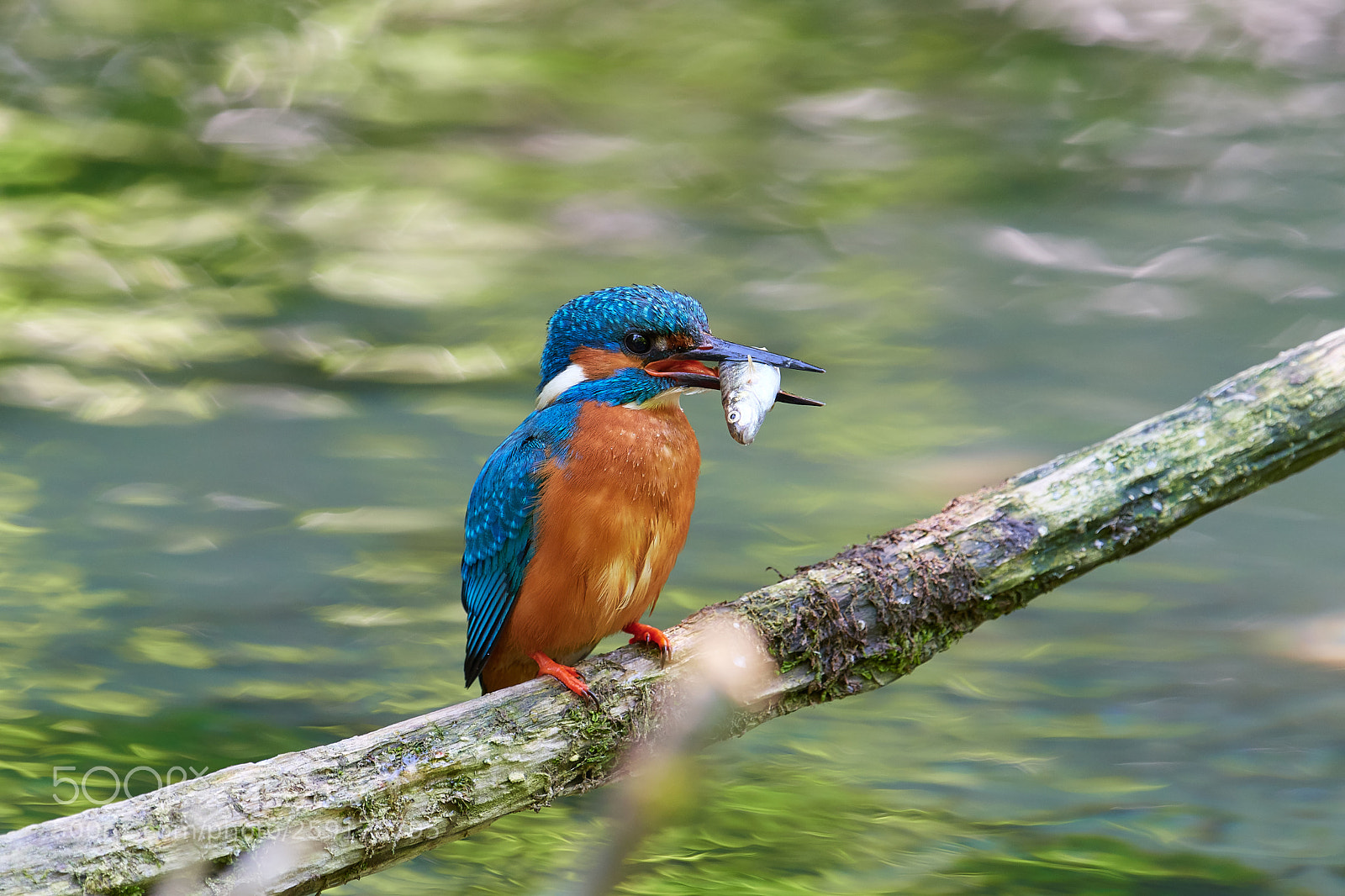 Nikon D500 sample photo. Eisvogel photography