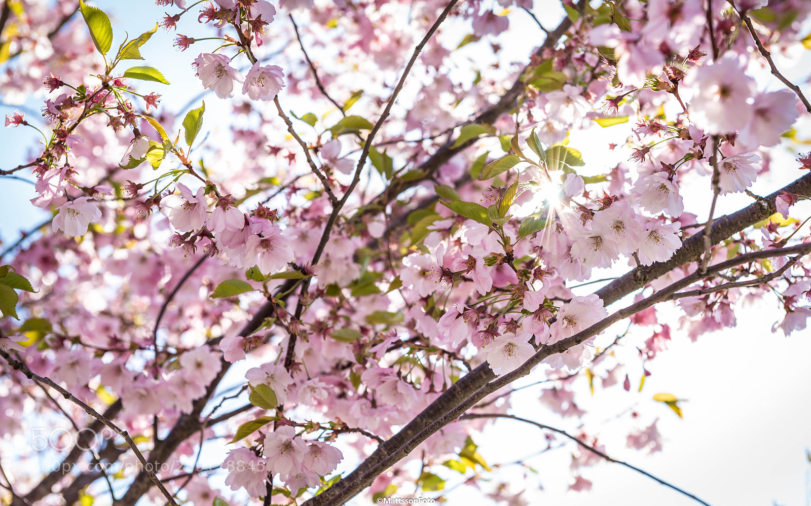 Nikon D750 sample photo. Give me some sun photography