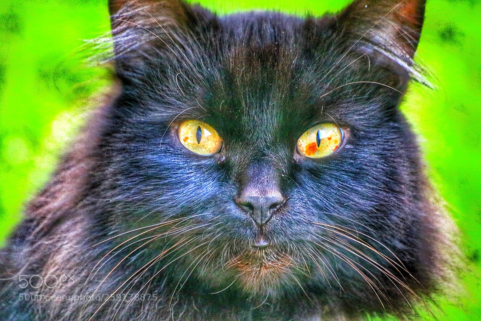 Canon EOS 750D (EOS Rebel T6i / EOS Kiss X8i) sample photo. Witches cat photography