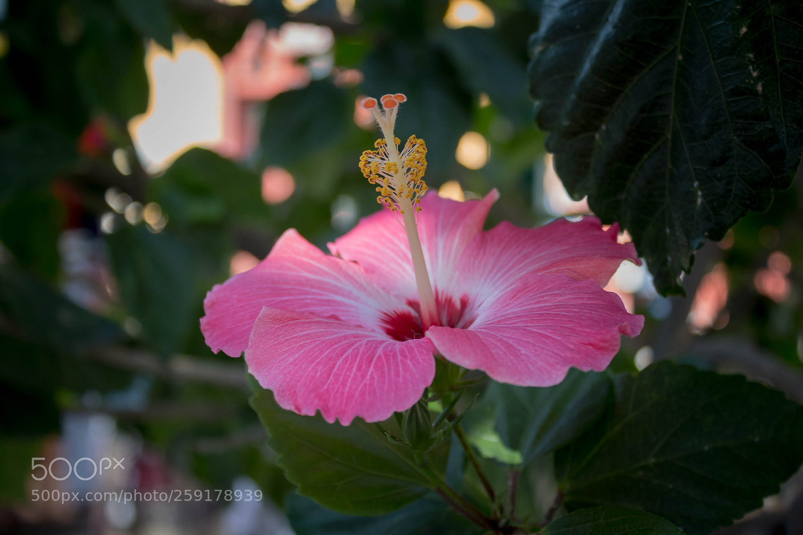 Canon EOS 1300D (EOS Rebel T6 / EOS Kiss X80) sample photo. Rayos de luz photography