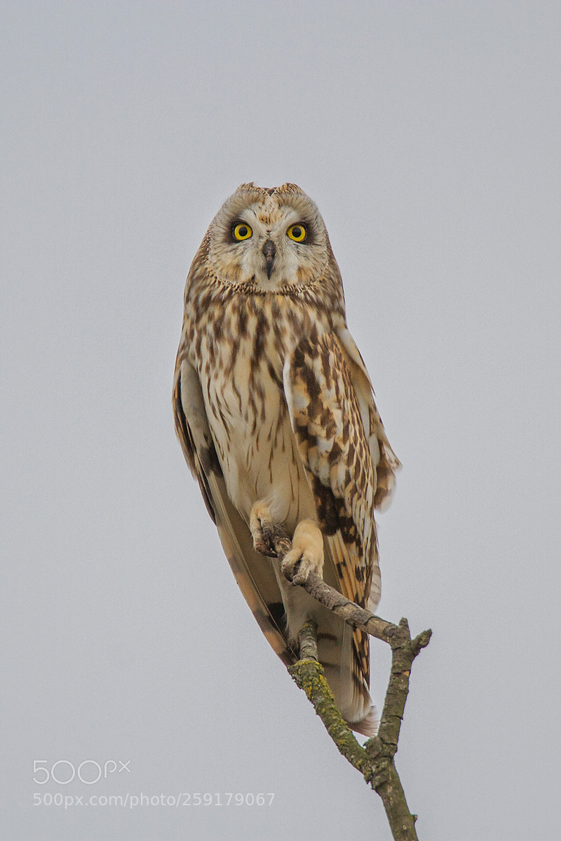 Canon EOS 7D sample photo. Short-eared owl photography