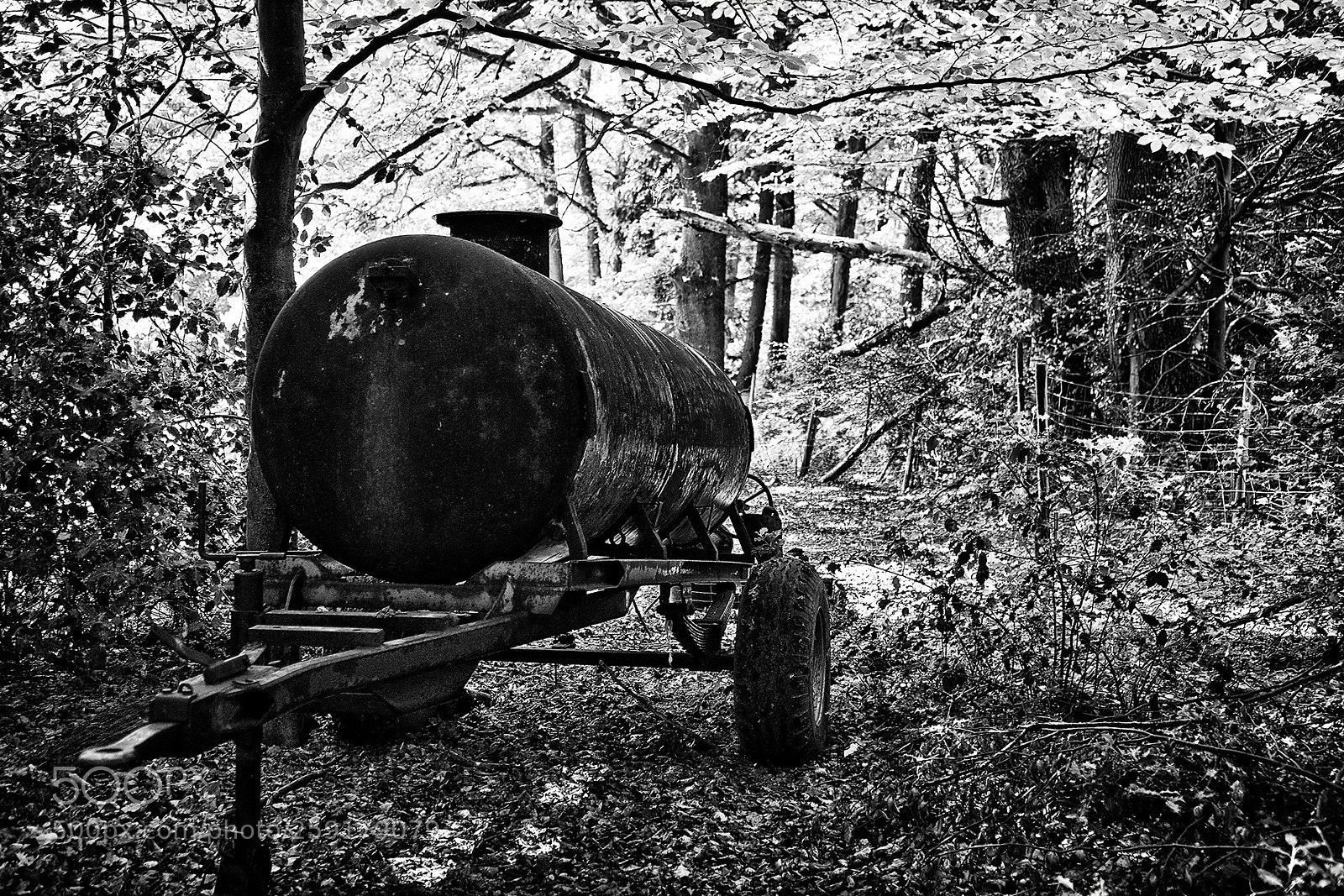 Nikon D800 sample photo. Deep in the woods photography