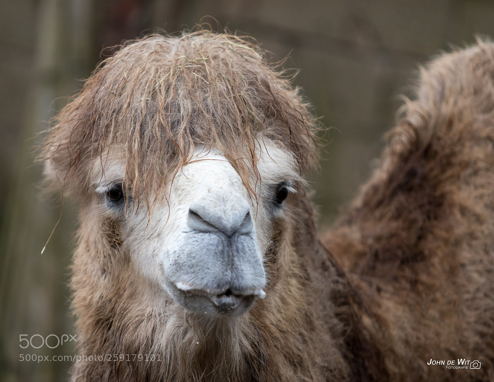 Canon EOS 6D Mark II sample photo. Bad hair day! photography