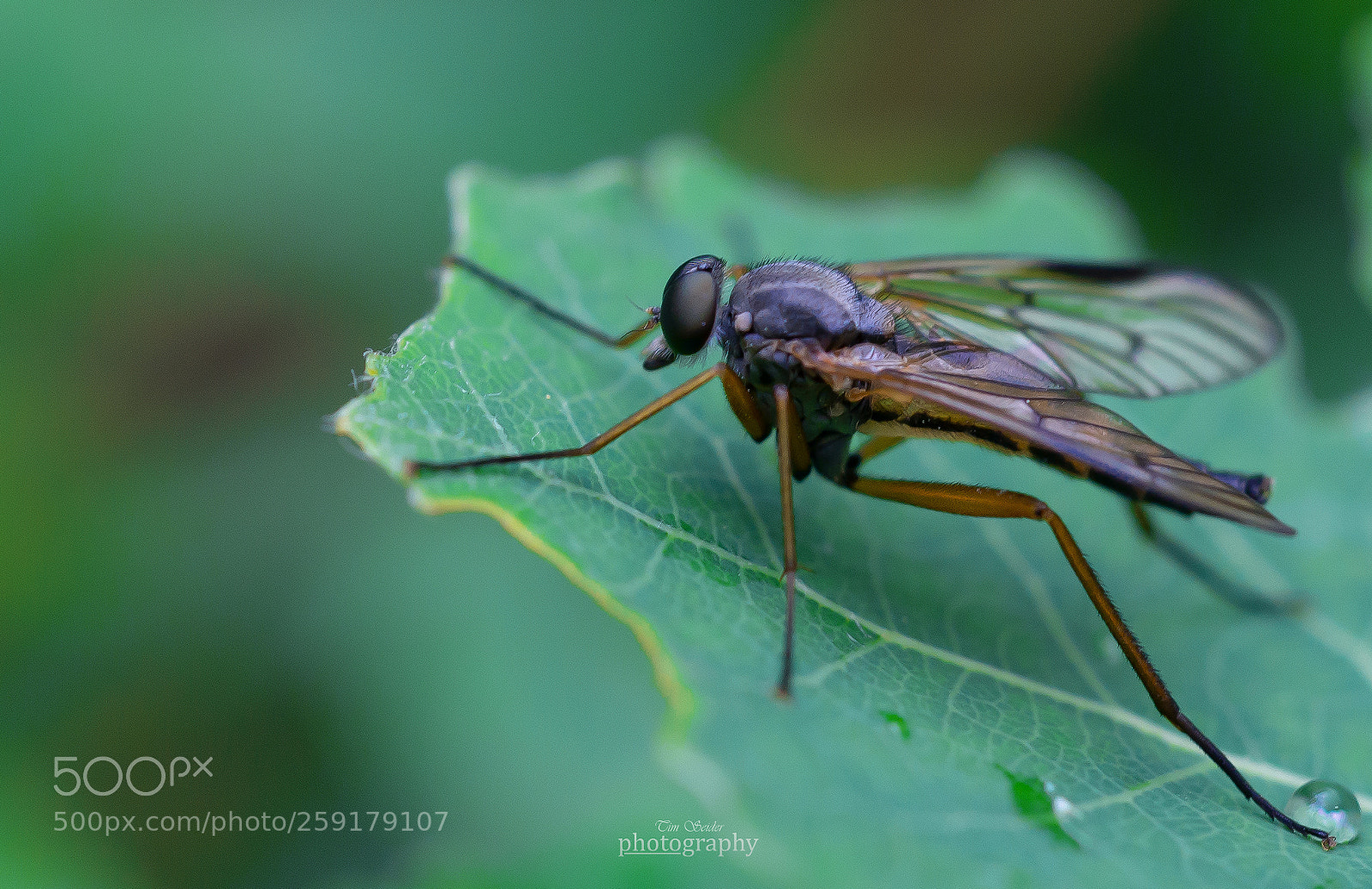 Nikon D610 sample photo. Mosquito photography