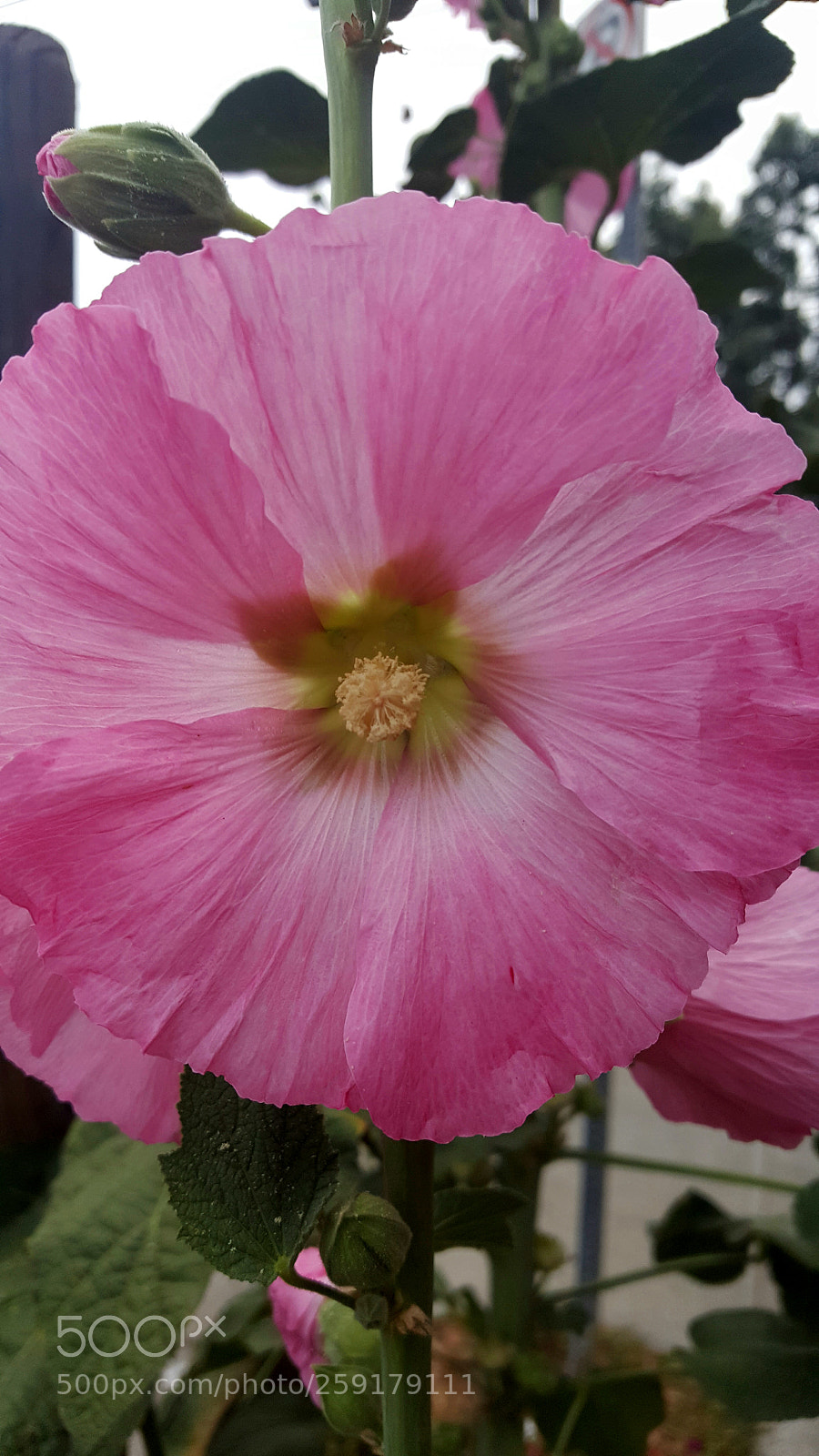 Samsung Galaxy Note5 sample photo. Daily walk photography