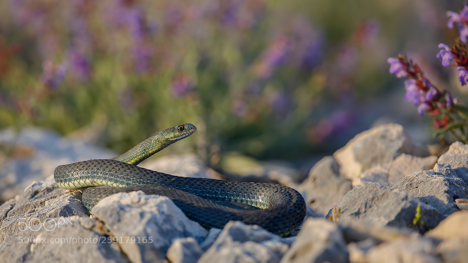 Canon EOS 5D Mark IV sample photo. Rohlavec je t r photography