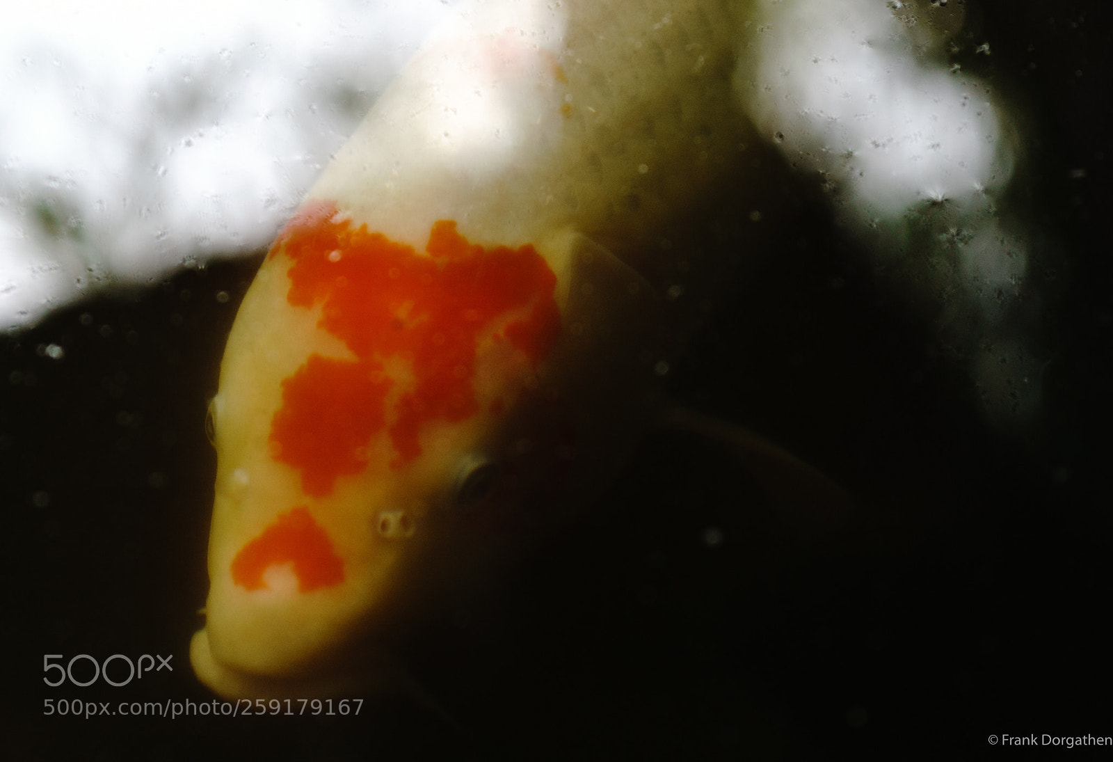 Sony a6000 sample photo. Under water photography