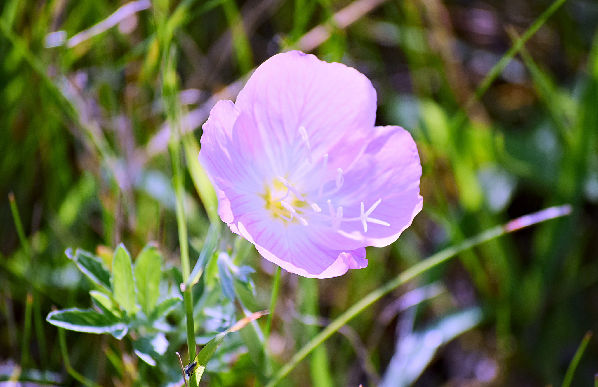 Nikon D3300 sample photo. Primrose photography