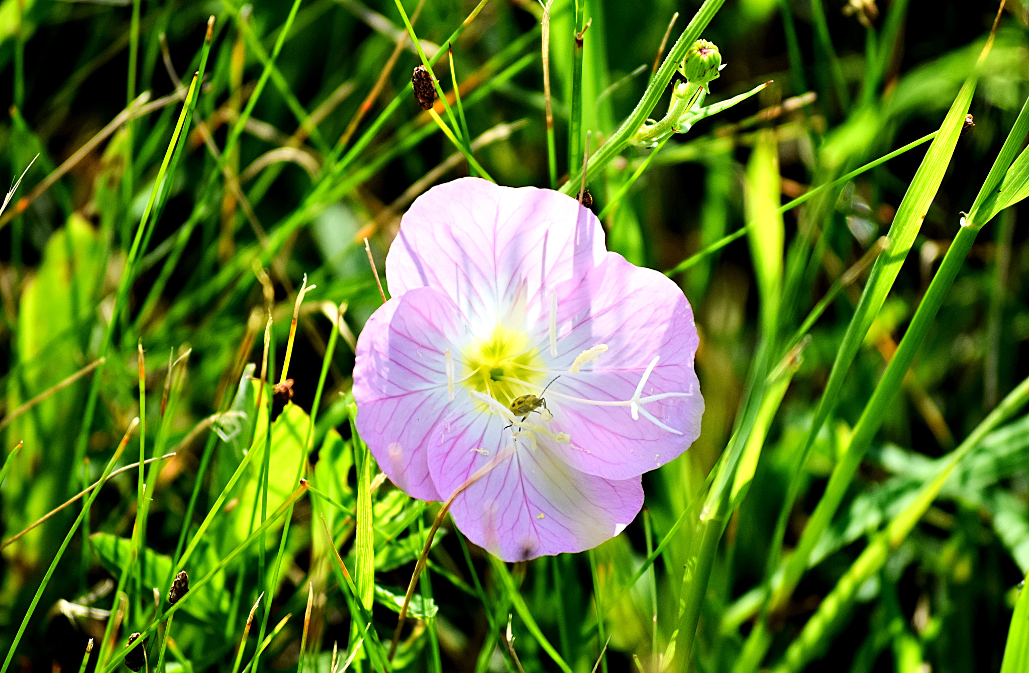 Nikon D3300 sample photo. Primrose photography