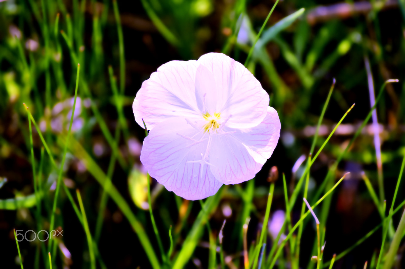 Nikon D3300 sample photo. Primrose photography