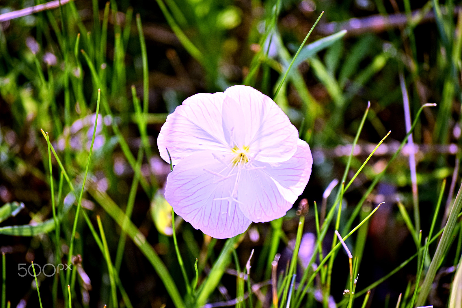 Nikon D3300 sample photo. Primrose photography