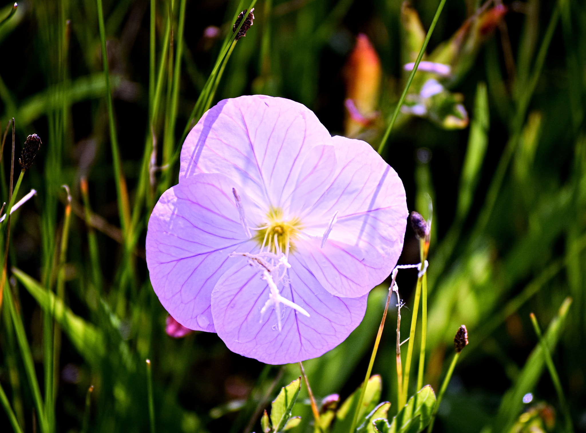 Nikon D3300 sample photo. Primrose photography
