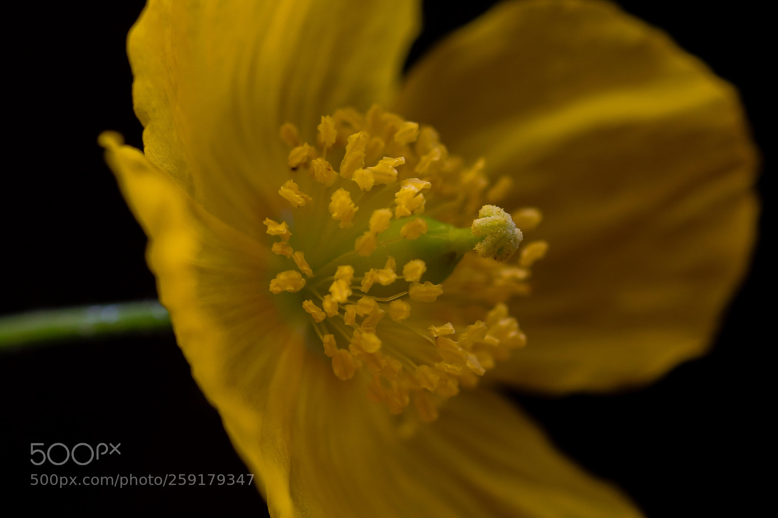 Canon EOS 750D (EOS Rebel T6i / EOS Kiss X8i) sample photo. Yellow poppy macro photography