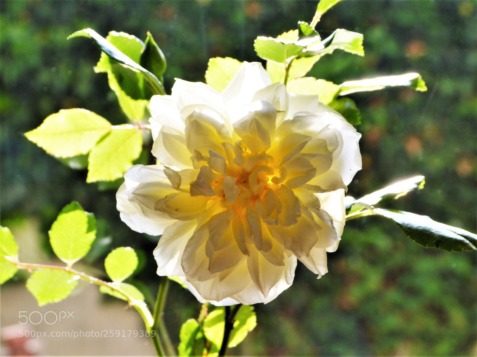 Panasonic Lumix DMC-FZ150 sample photo. Transparence photography