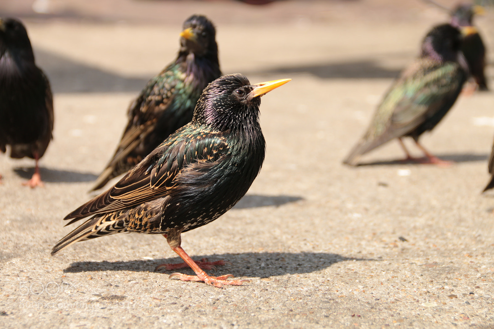 Canon EF-S 18-135mm F3.5-5.6 IS sample photo. Star "vogel des jahres 2018" photography