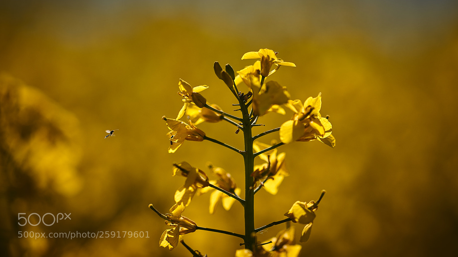 Nikon D850 sample photo. The tiny bug photography