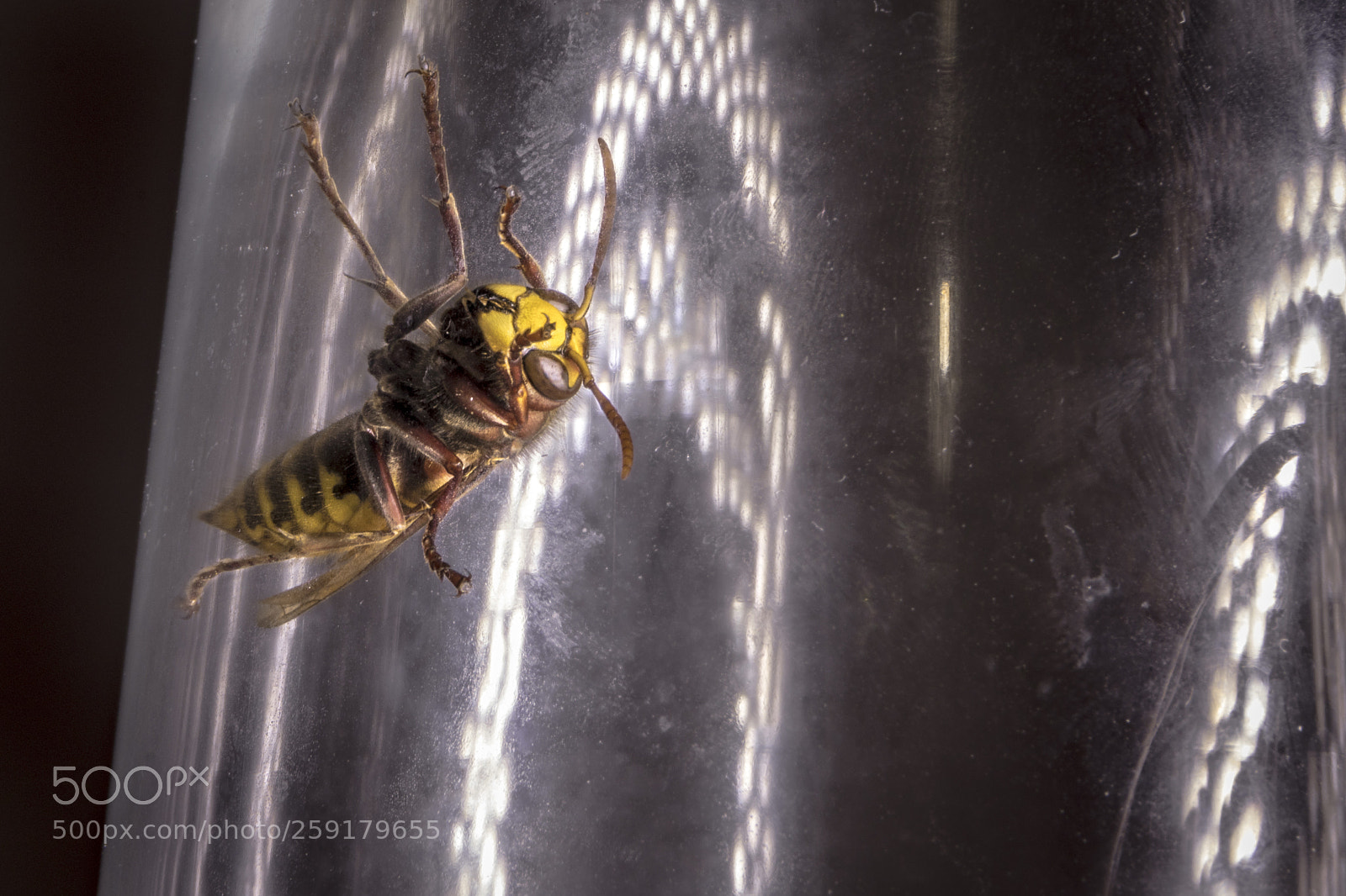 Canon EOS 80D sample photo. Be the bee photography