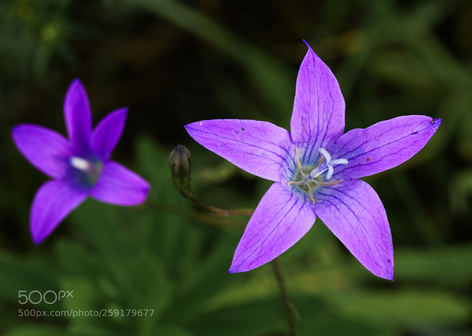 Nikon D850 sample photo. Violet photography