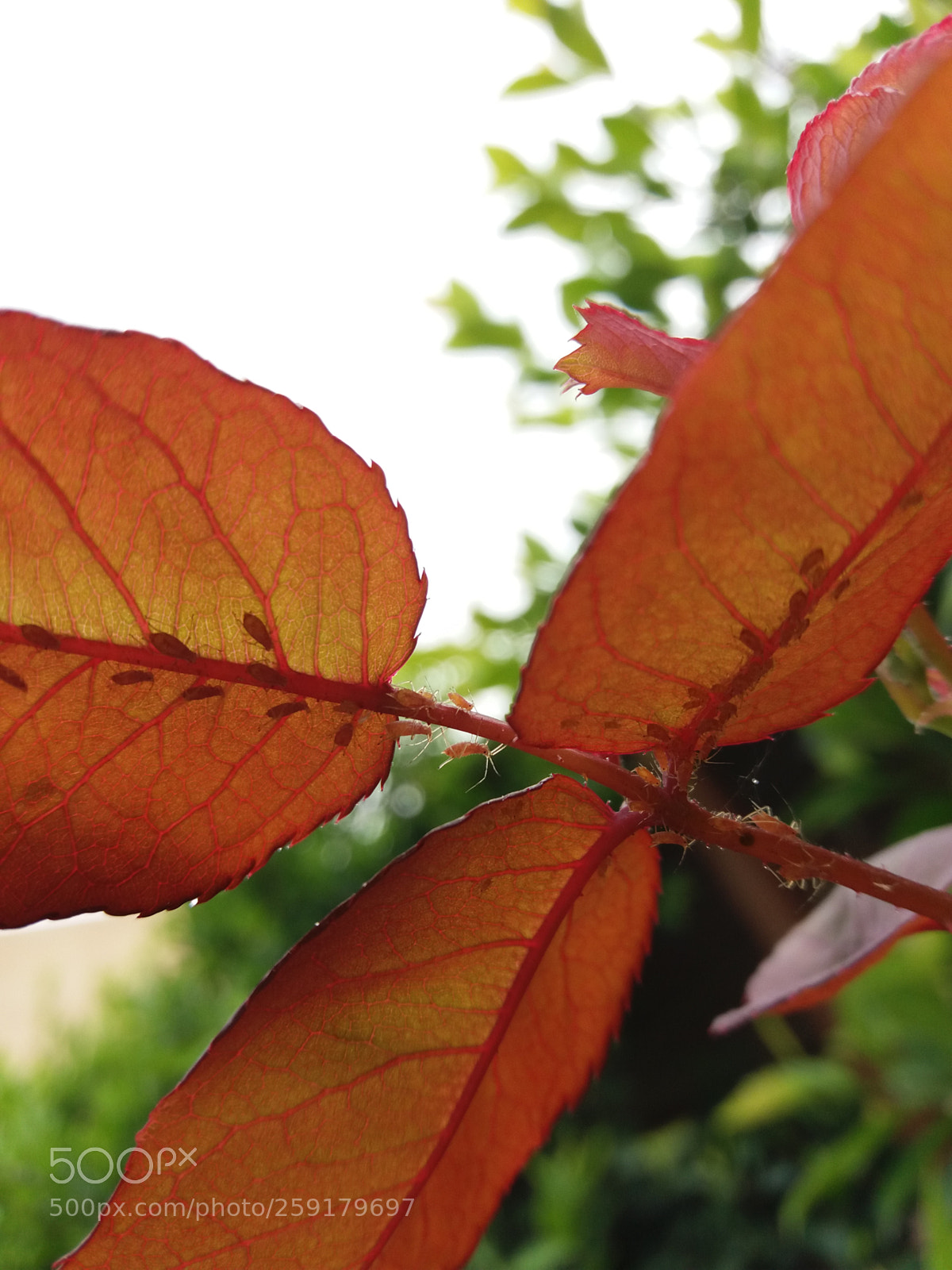 Samsung Galaxy J5(2016) sample photo. ? photography
