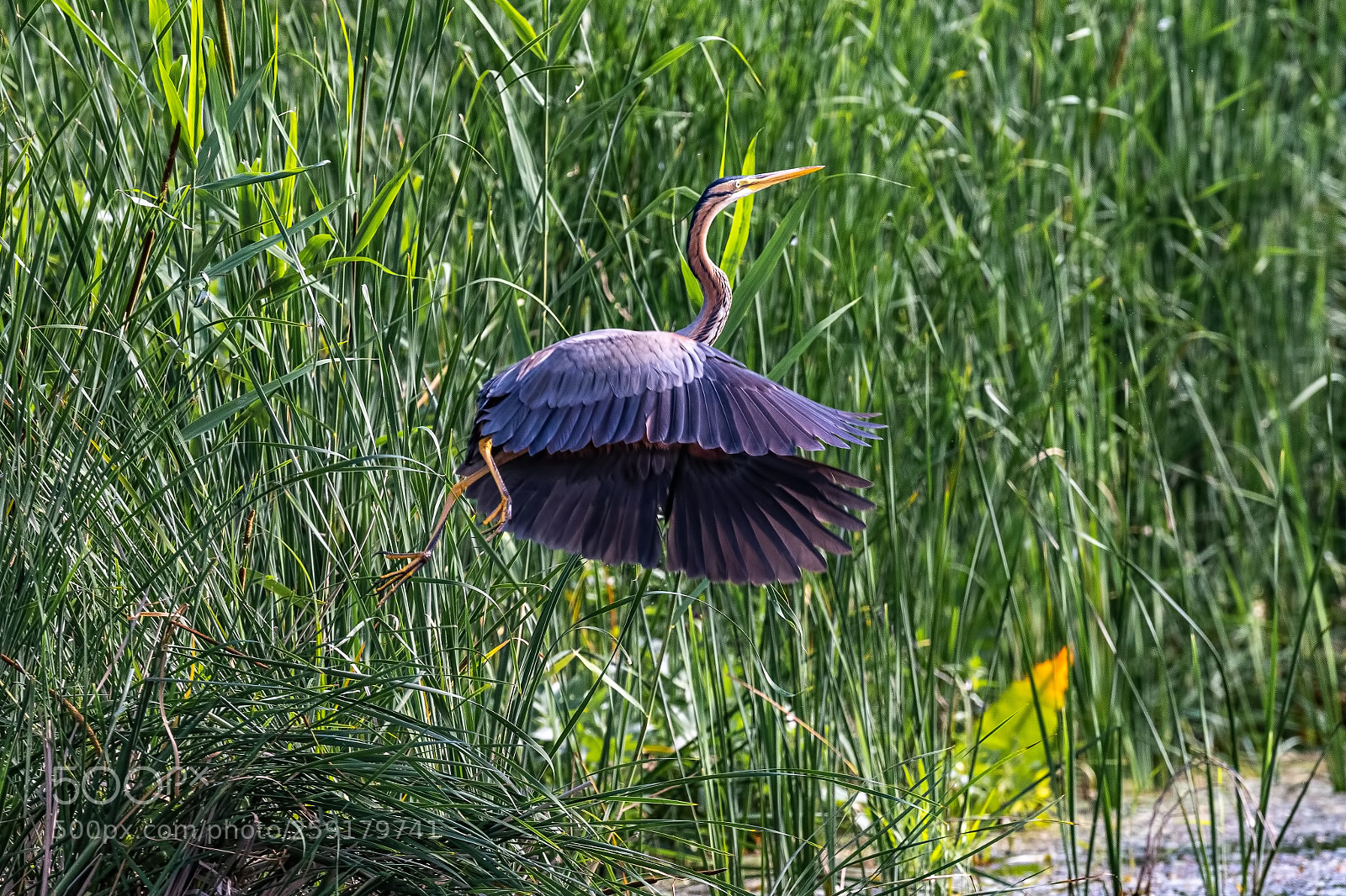 Canon EOS 7D Mark II sample photo. Natures ballerina photography