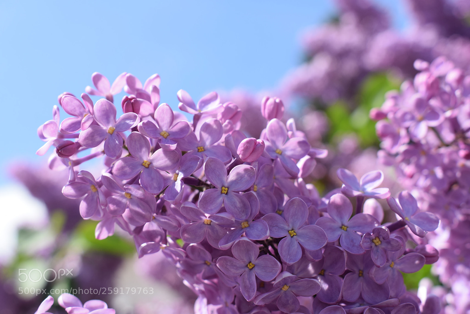 Nikon D3300 sample photo. Fleurs de lilas photography