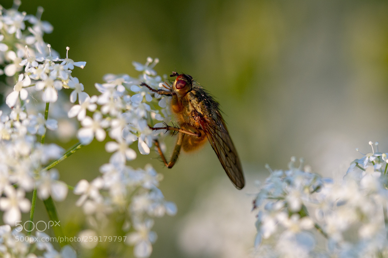 Canon EOS 70D sample photo. Macro photography