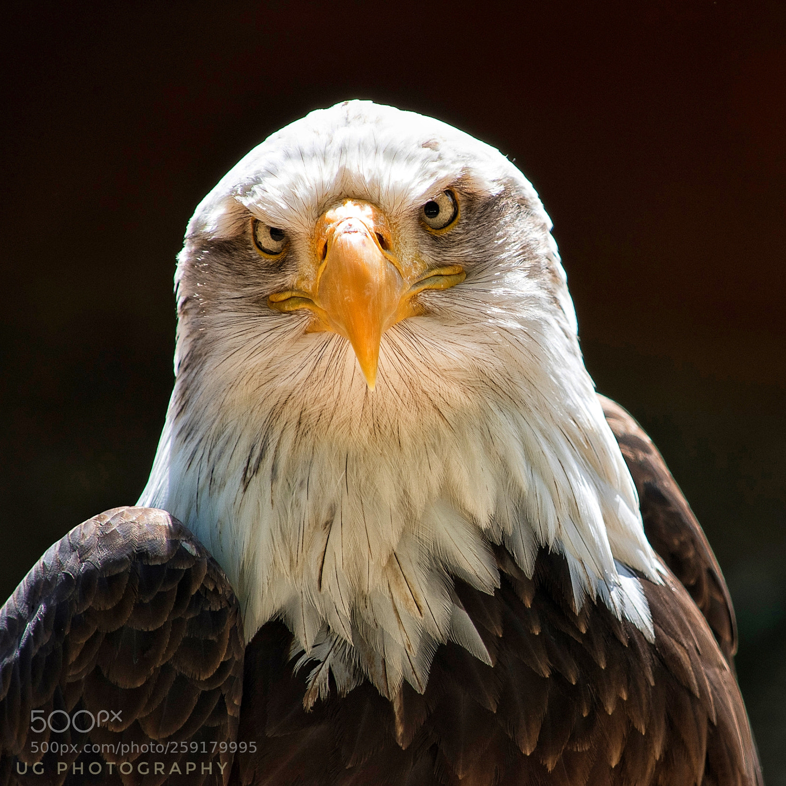 Nikon D5500 sample photo. Regal eagle headshot photography